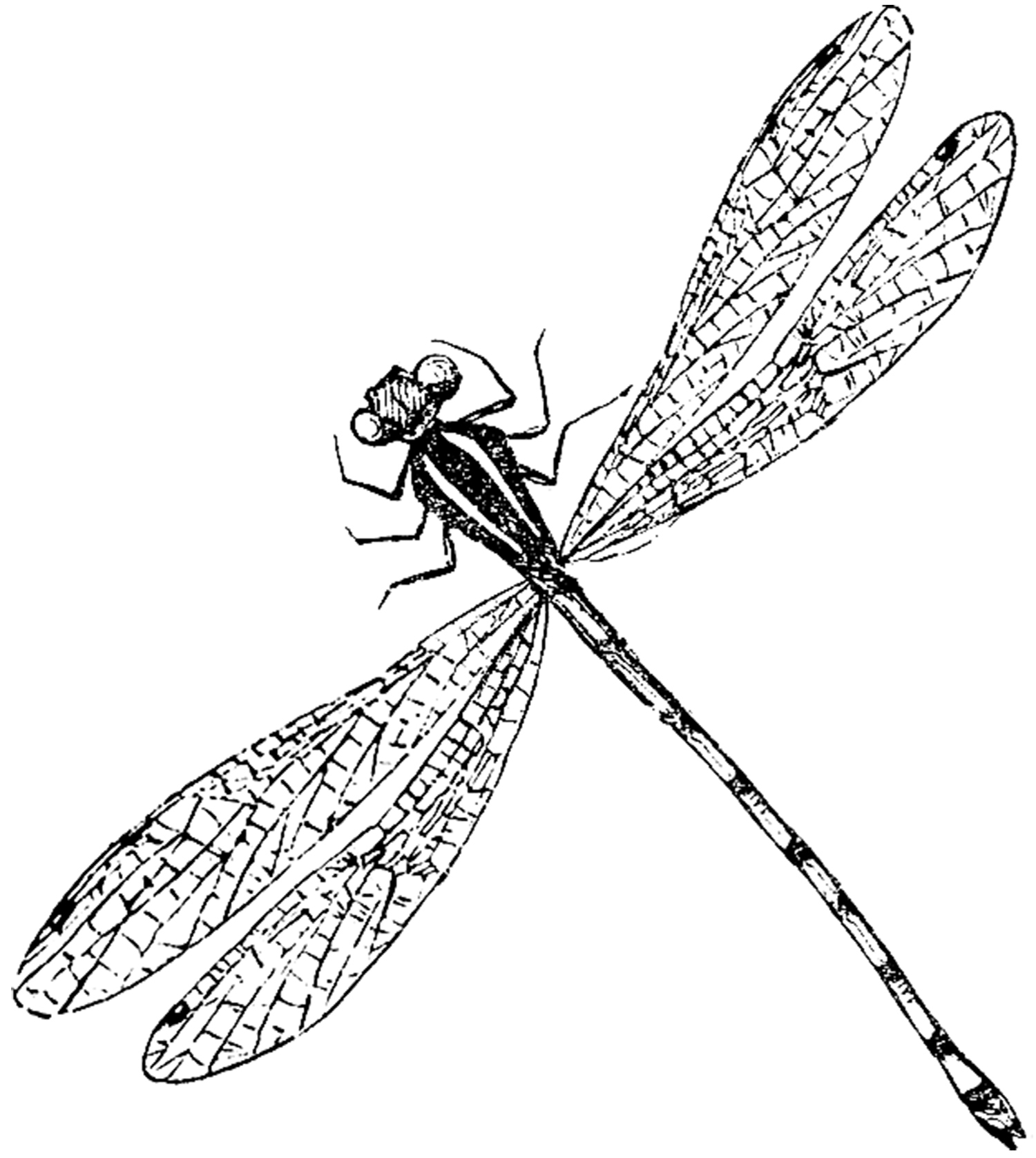 10 Dragonfly Images The Graphics Fairy