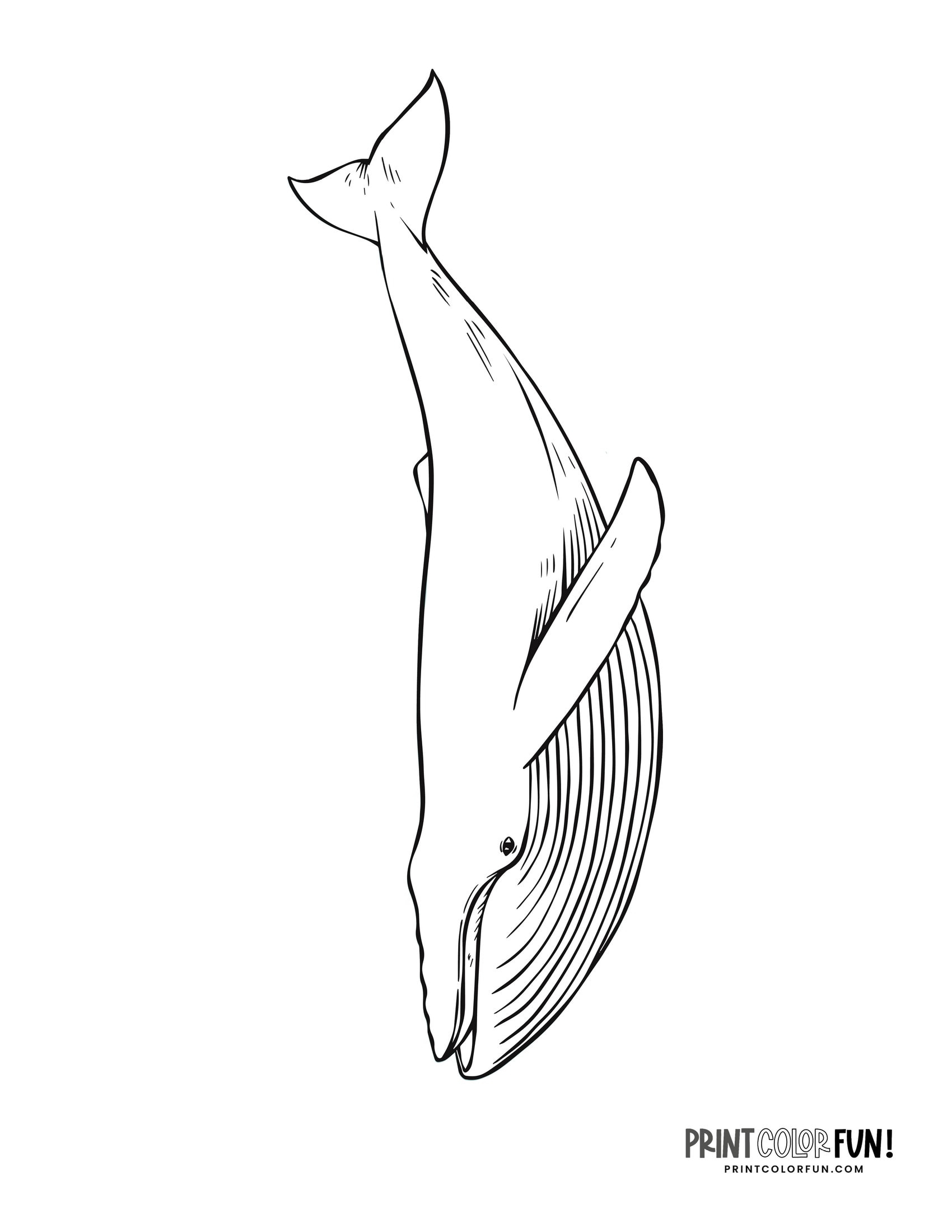 12 Whale Drawings Clipart Add A Splash Of Creativity Fun To Learning Adventures At PrintColorFun