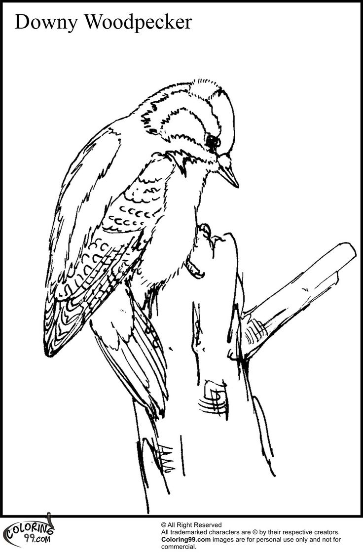 Downy Woodpecker Coloring Pages Free Printable Coloring Pages