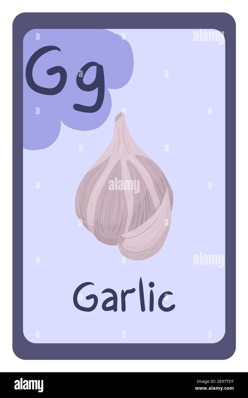 English Garlic Stock Vector Images Alamy