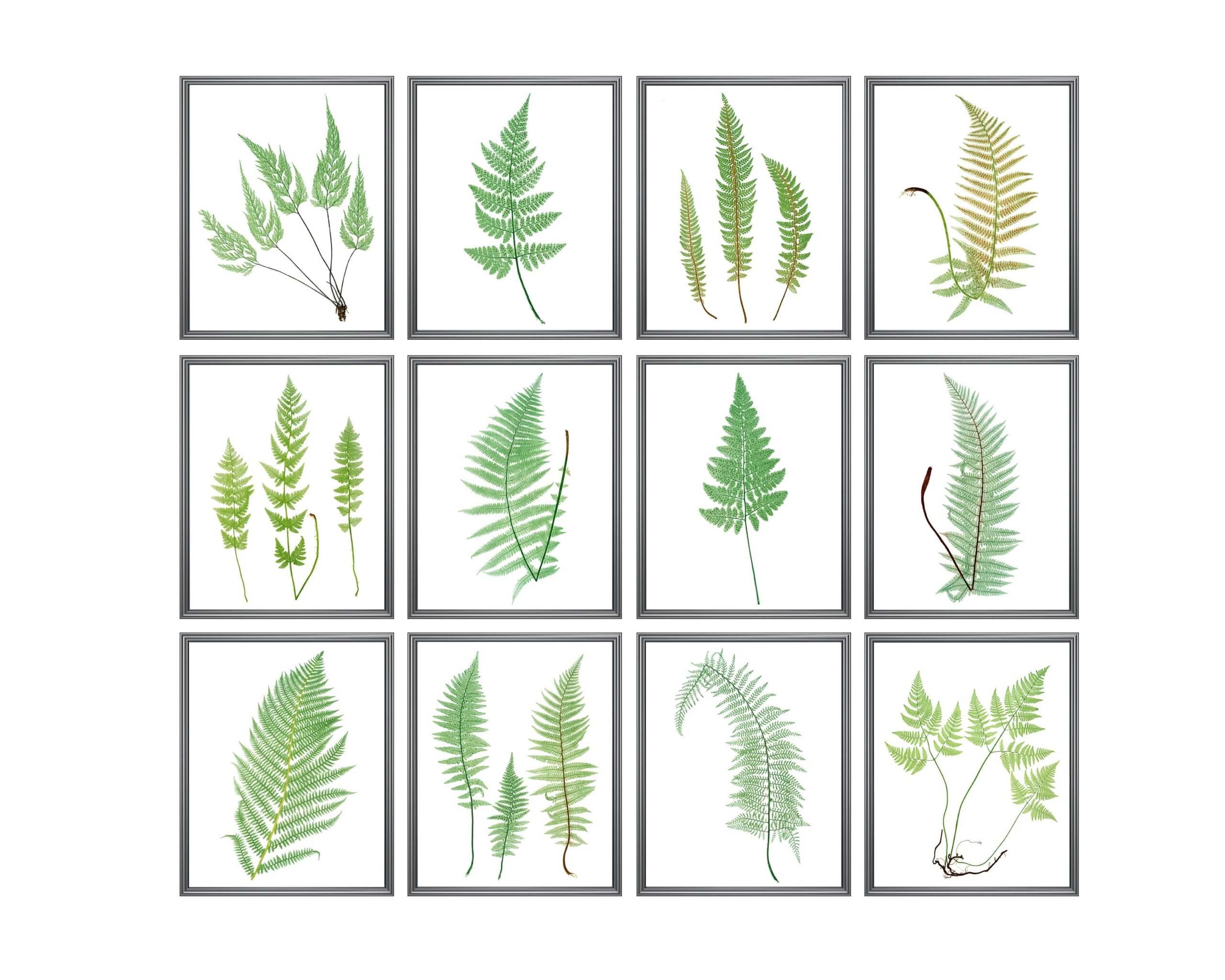Fern Printables Set Of 12 Ferns Vintage Nature Illustrations Botanical Wall Art Prints INSTANT DOWNLOAD Etsy