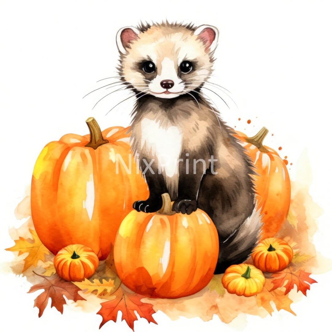 Free Printable Pumpkin Stencil Ferret
