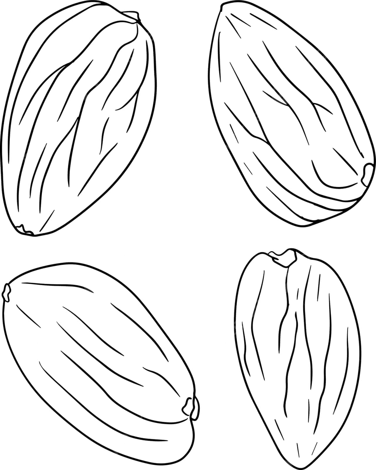 Handdrawn Almond Vector Illustration Coloring Pages Featuring Assorted Nuts Vector Rat Drawing Ring Drawing Nut Drawing Illustration Background And Wallpaper For Free Download Pngtree