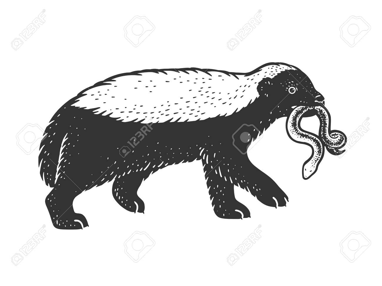 Honey Badger Ratel With Snake In Mouth Animal Sketch Engraving Vector Illustration T shirt Apparel Print Design Scratch Board Imitation Black And White Hand Drawn Image Royalty Free SVG Cliparts Vectors And Stock