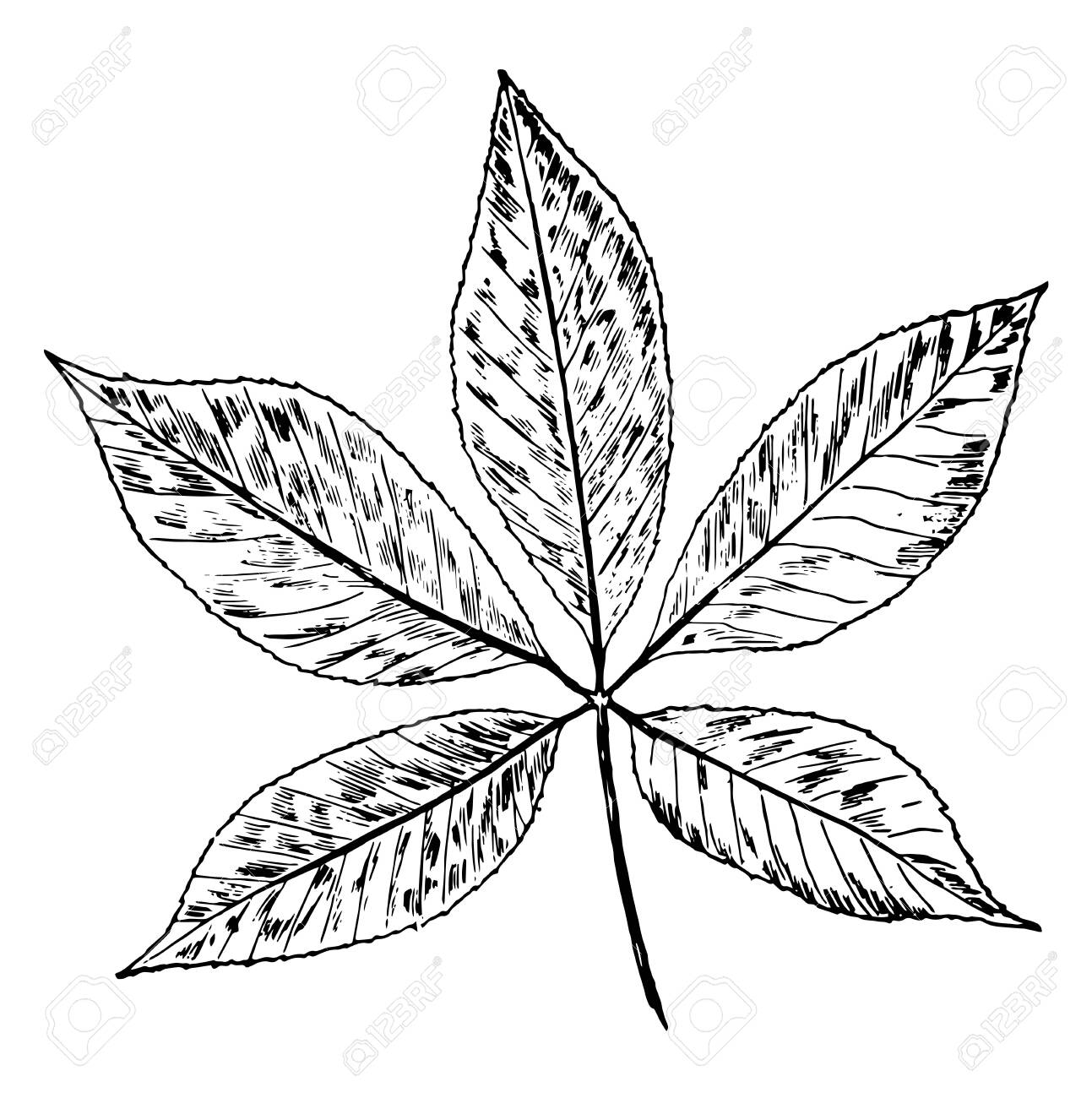 In This Image Is A Buckeye Leaf Vintage Line Drawing Or Engraving Illustration Royalty Free SVG Cliparts Vectors And Stock Illustration Image 132997097 