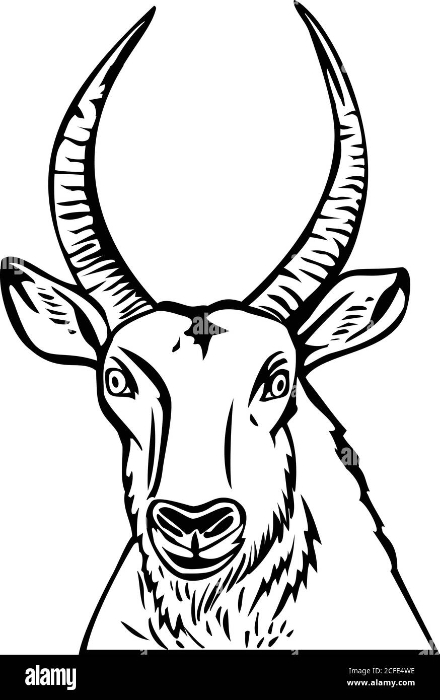 Stencil Illustration Of Head Of A Defassa Waterbuck A Large Antelope Found Widely In Sub Saharan Africa Viewed From Front On Isolated Background Don Stock Vector Image Art Alamy