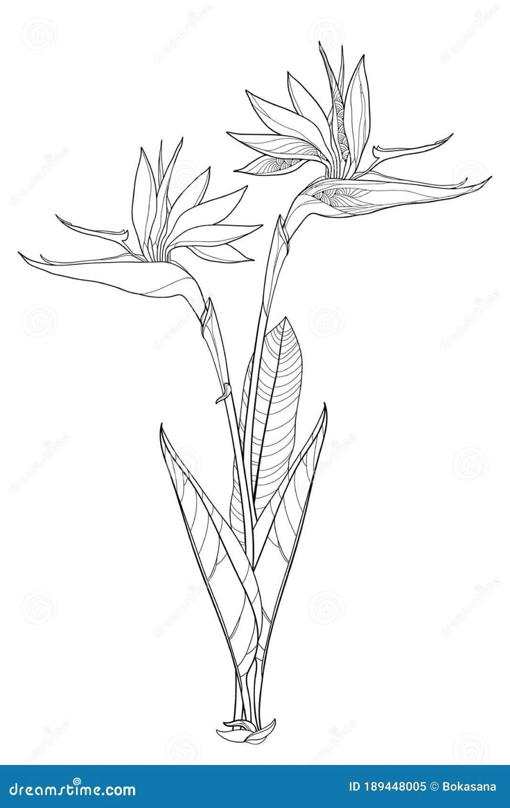Bird Of Paradise Stencil Free Printable
